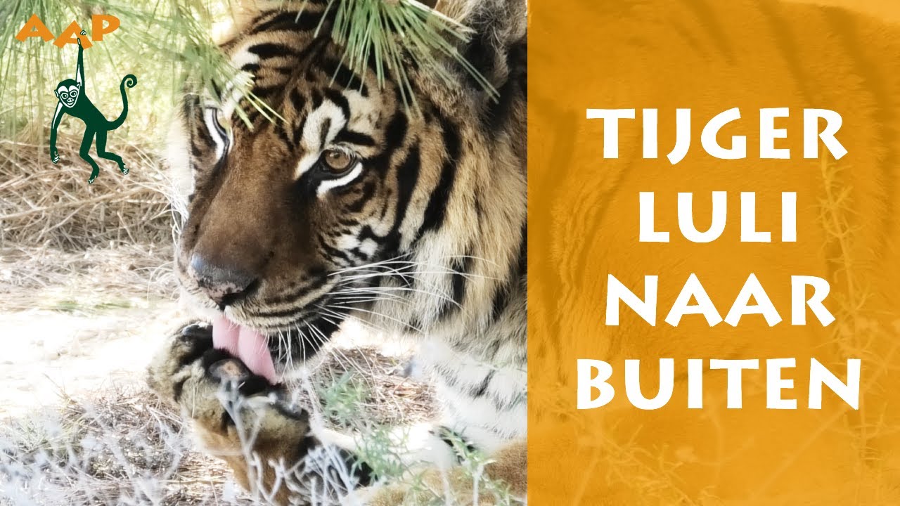 Oude tijger Luli zet eerste stapjes in buitenverblijf - Stichting AAP