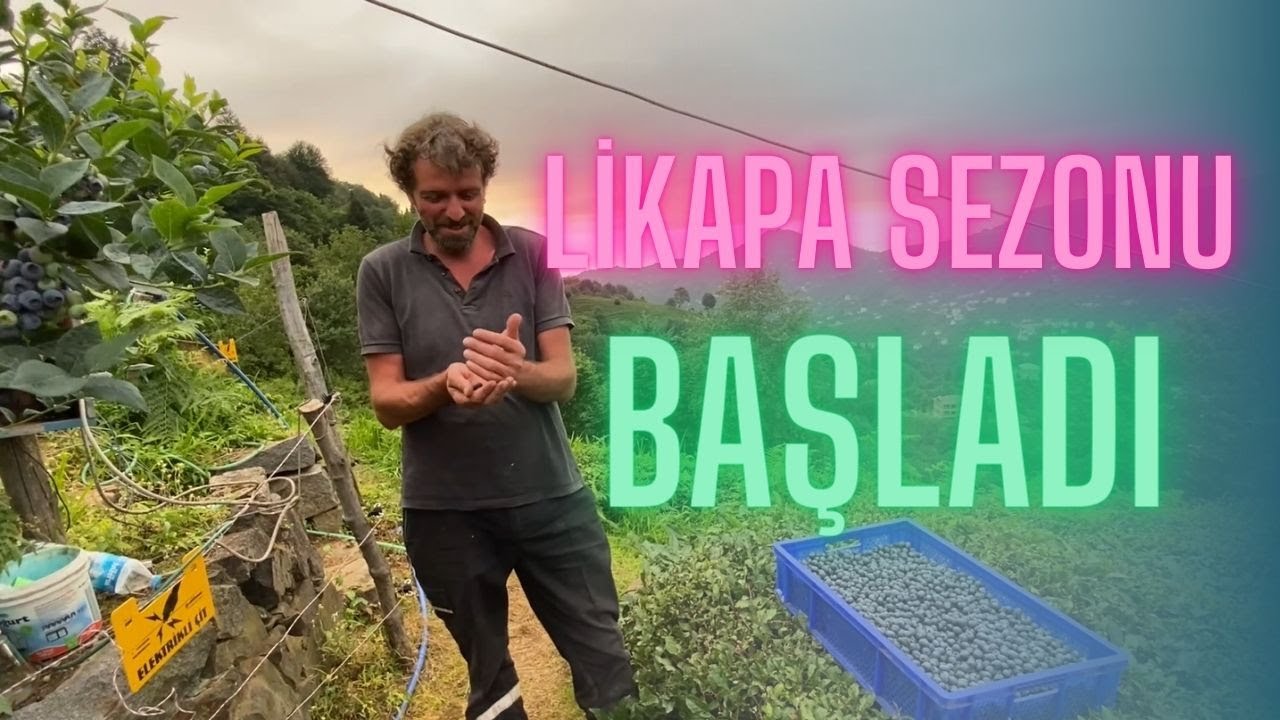 LİKAPA/YABAN MERSİNİ TOPLAMA SEZONU BAŞLADI/KARADENİZ KÖY HAYATI
