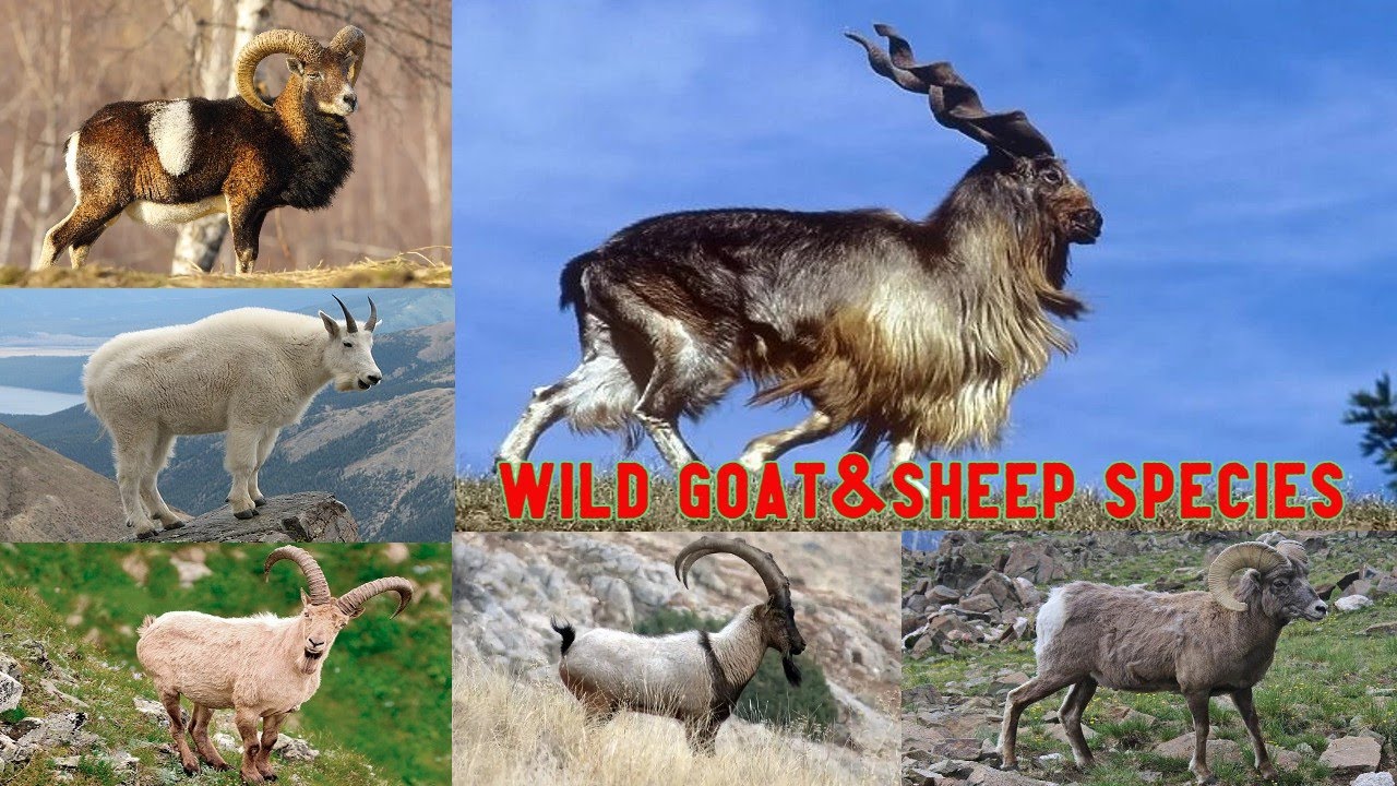 All Caprinae Species in the World/ wild goat and sheep A to Z/wild goat and sheep species