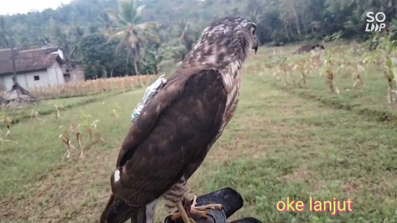Acipiter gularis hunting 07 #burung #alap-alap #berburu #makan #bird