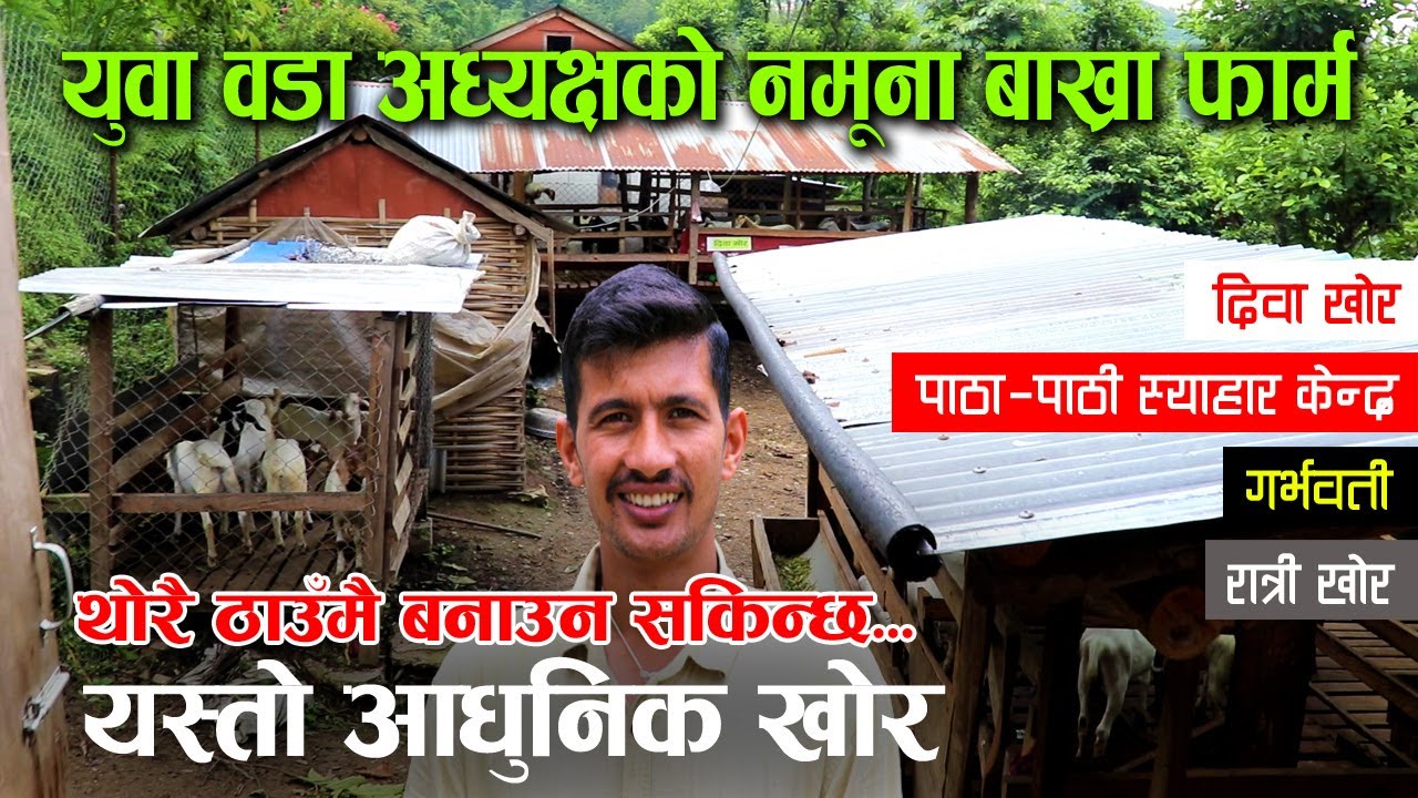 हेर्नुहोस् युवा वडा अध्यक्षको नमूना बाख्रा फार्म, एक रोपनी क्षेत्रफलमै बन्छ यस्तो आधुनिक खोर !