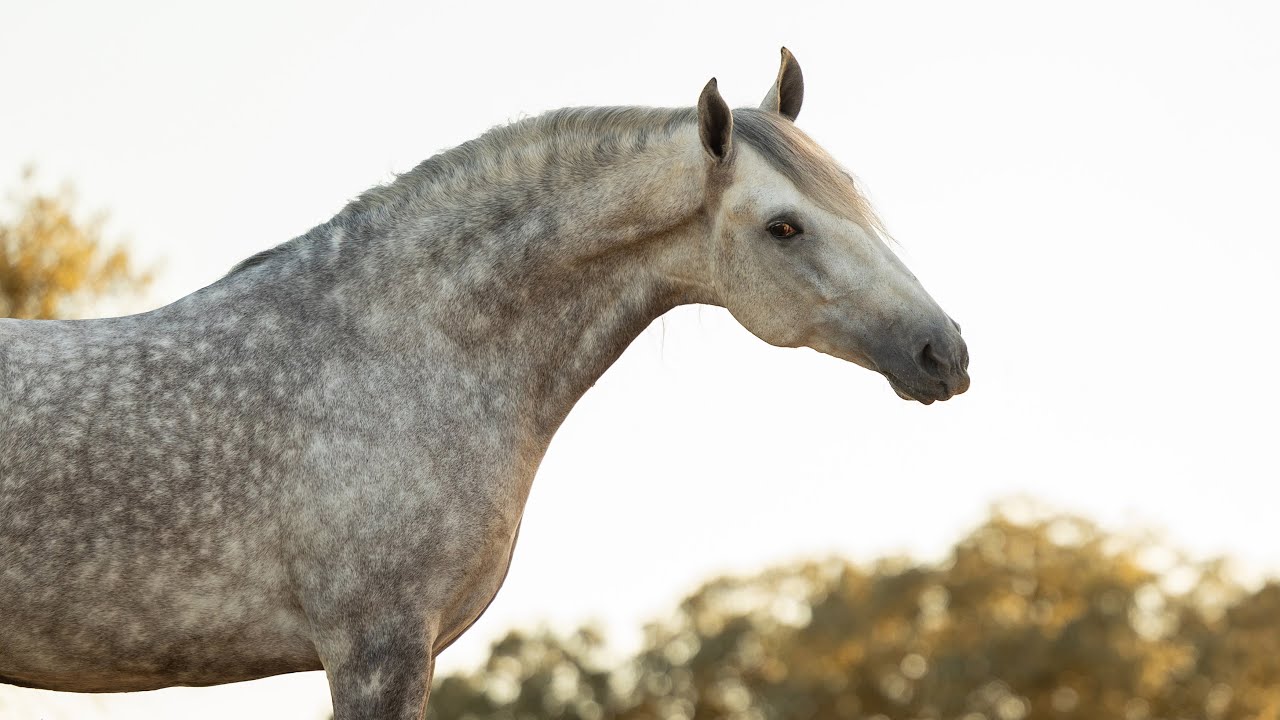 **SOLD** Stunning old-type baroque Lusitano (REF#806)