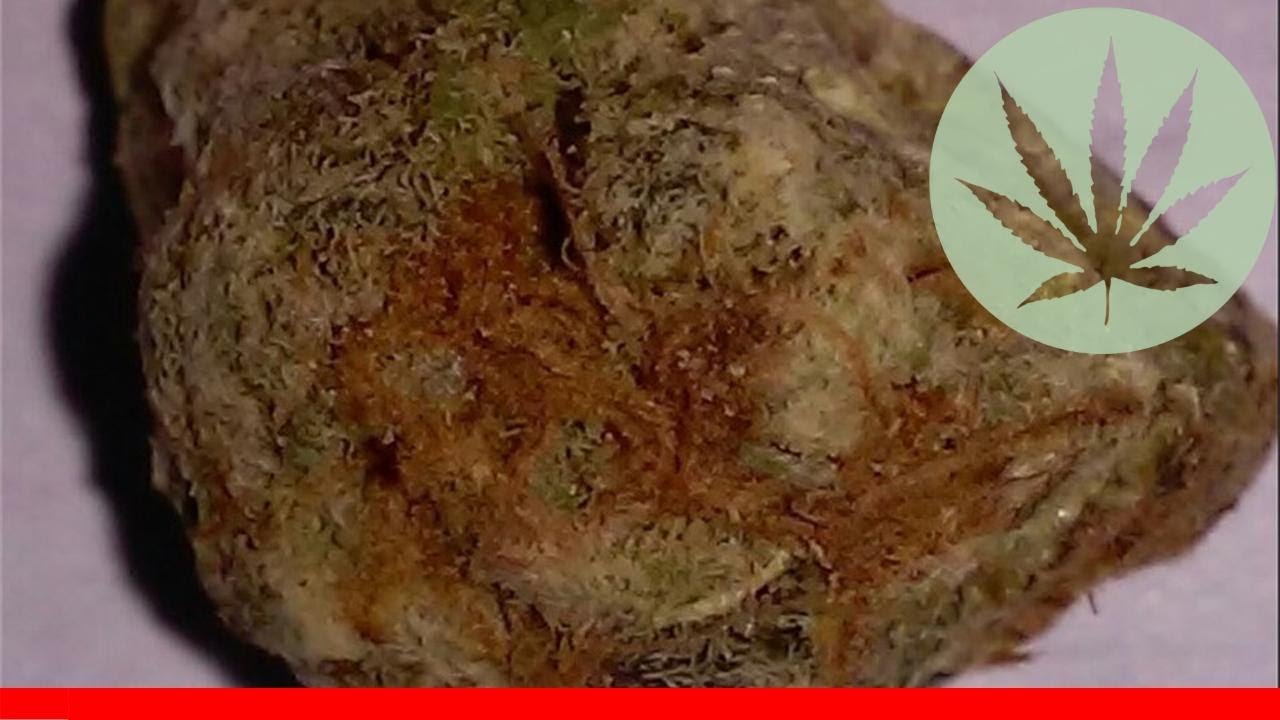 Haze Wreck - All About This Strain
