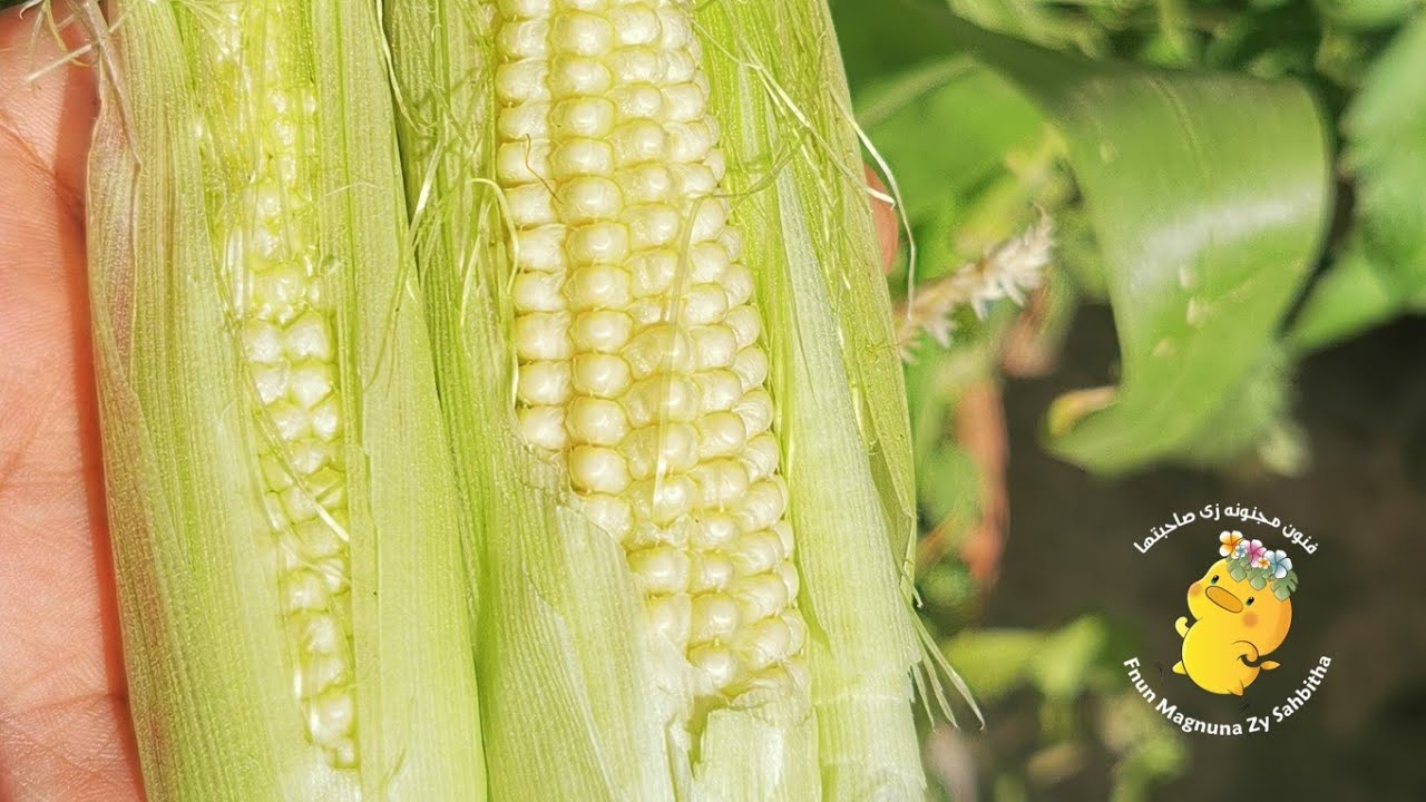 طريقه زراعه الذره ف المنزل (ذره الفشار)  استخدامها ك نوع من الديكور و إنتاج محصول 🌽🌽🌽🌽💙🐥