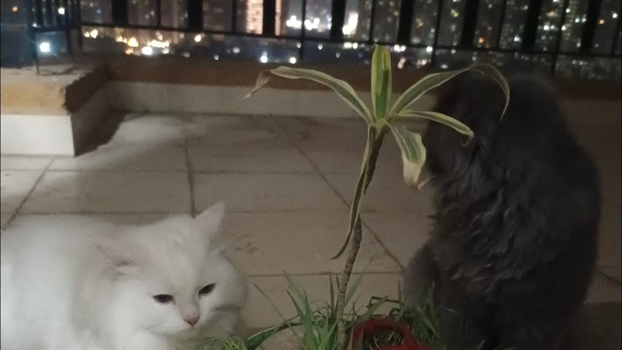 Cozy Night with My Fluffy Kitten