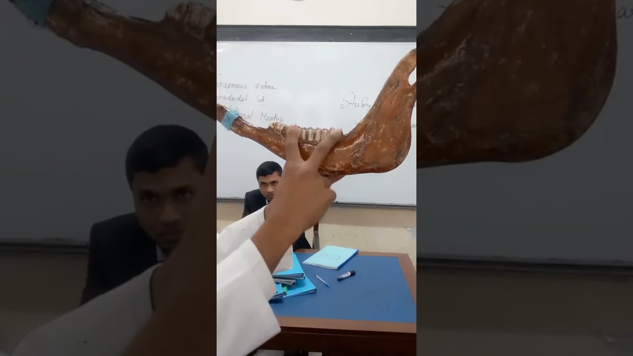 Mandible of ox | Osteology  | Bangladesh Agriculture University | #veterinary #dvm  #anatomy