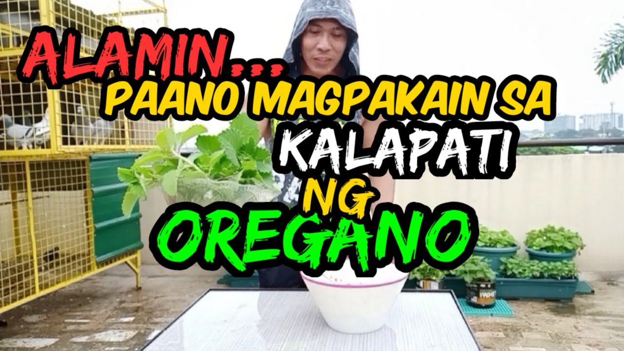 MGA PARAAN KUNG PAANO IBIGAY ANG OREGANO SA KALAPATI.