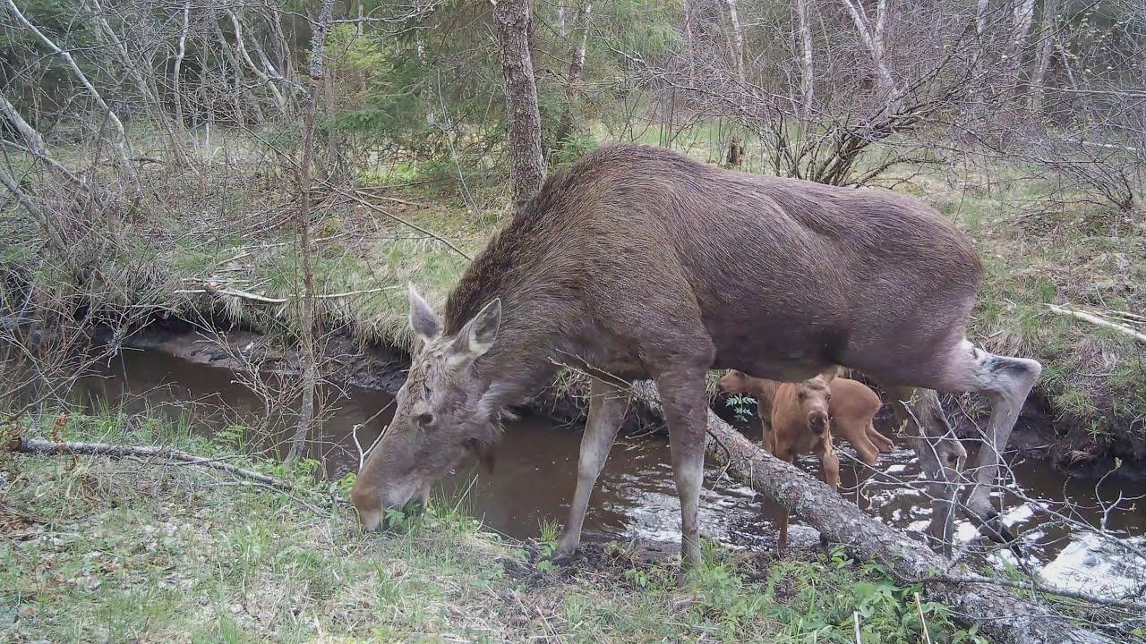 Aasta loom 2025, p&otilde;der (Alces alces)