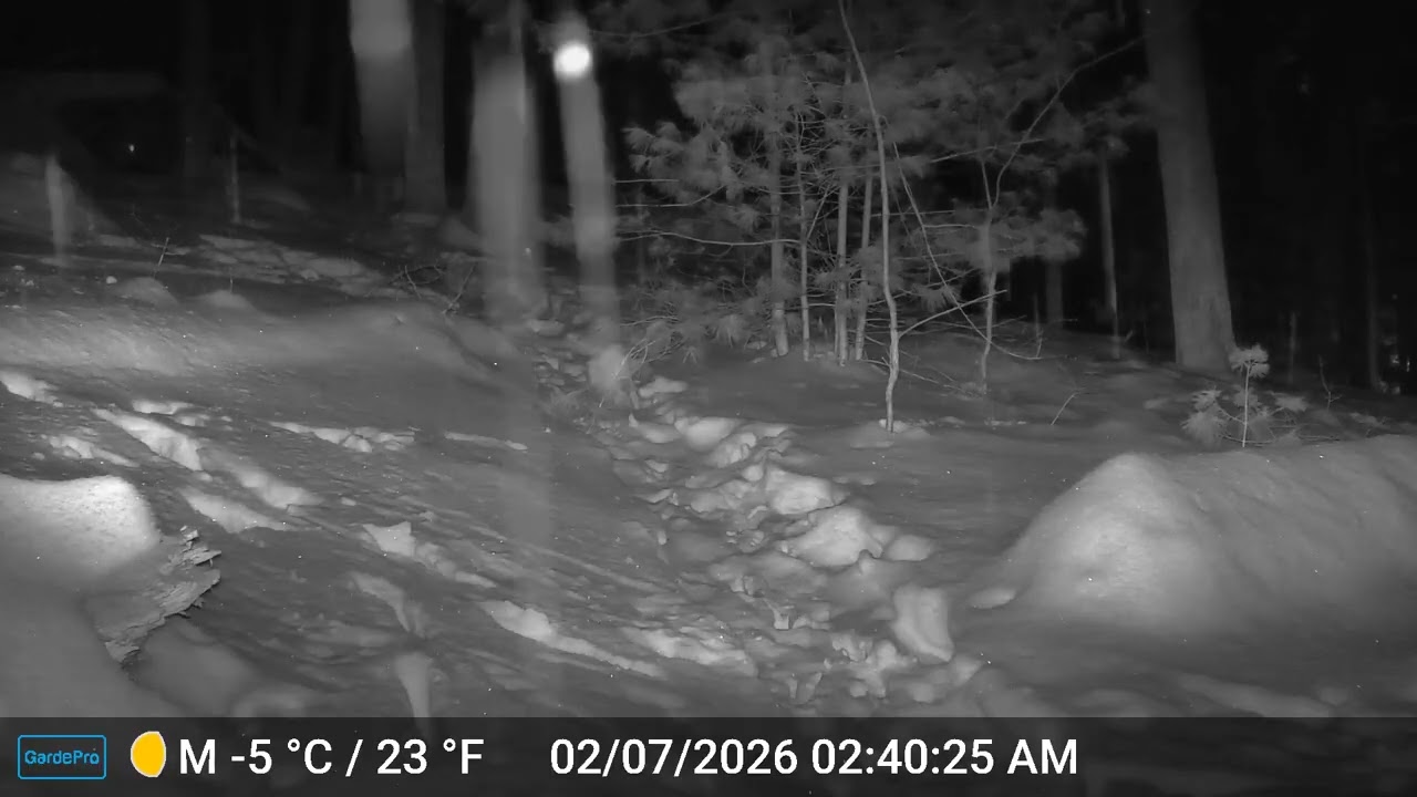 Ashland Trail Cam: 2/7/26 Three deer