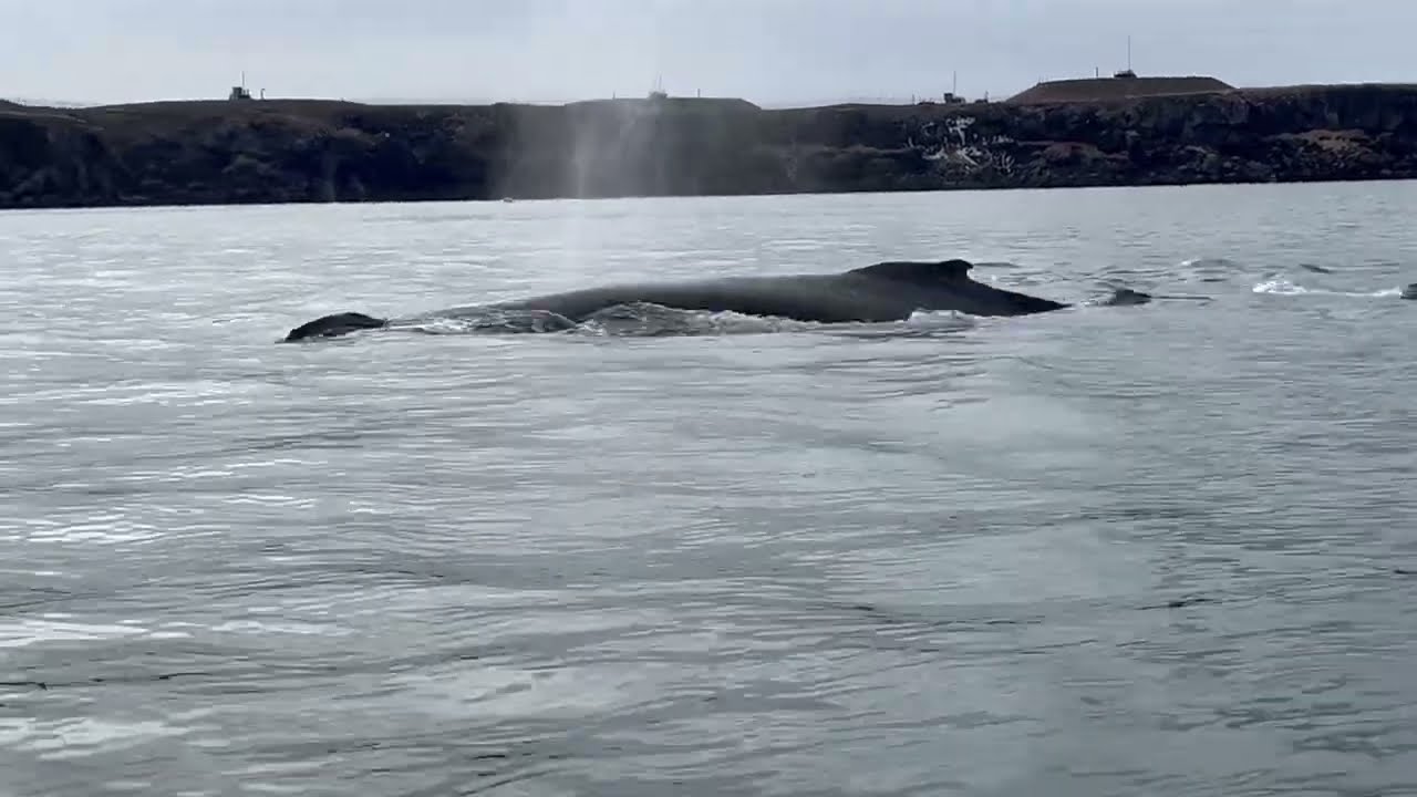 RIB Whale Watching - Reykjav&iacute;k, Iceland