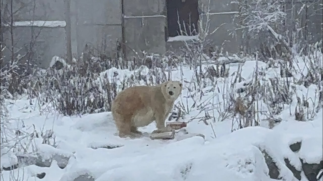 Ranua Arctic Zoo - Lapland, Finland