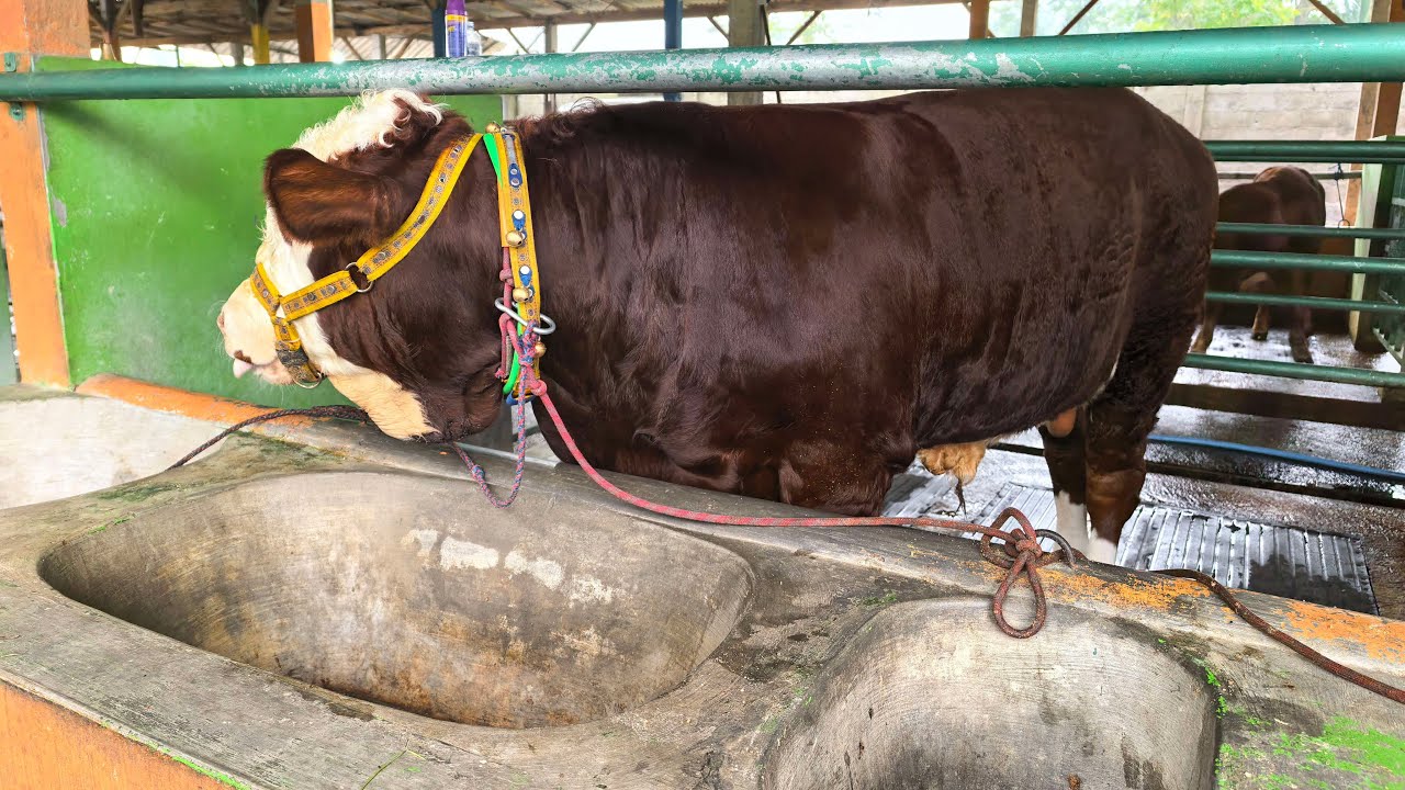 Lihat Sapi Koleksi HR Farm makan
