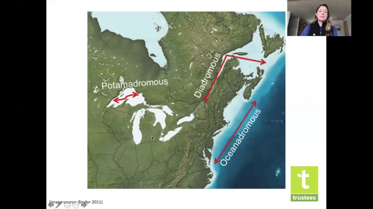 CSEP Science Friday: Fish Migration