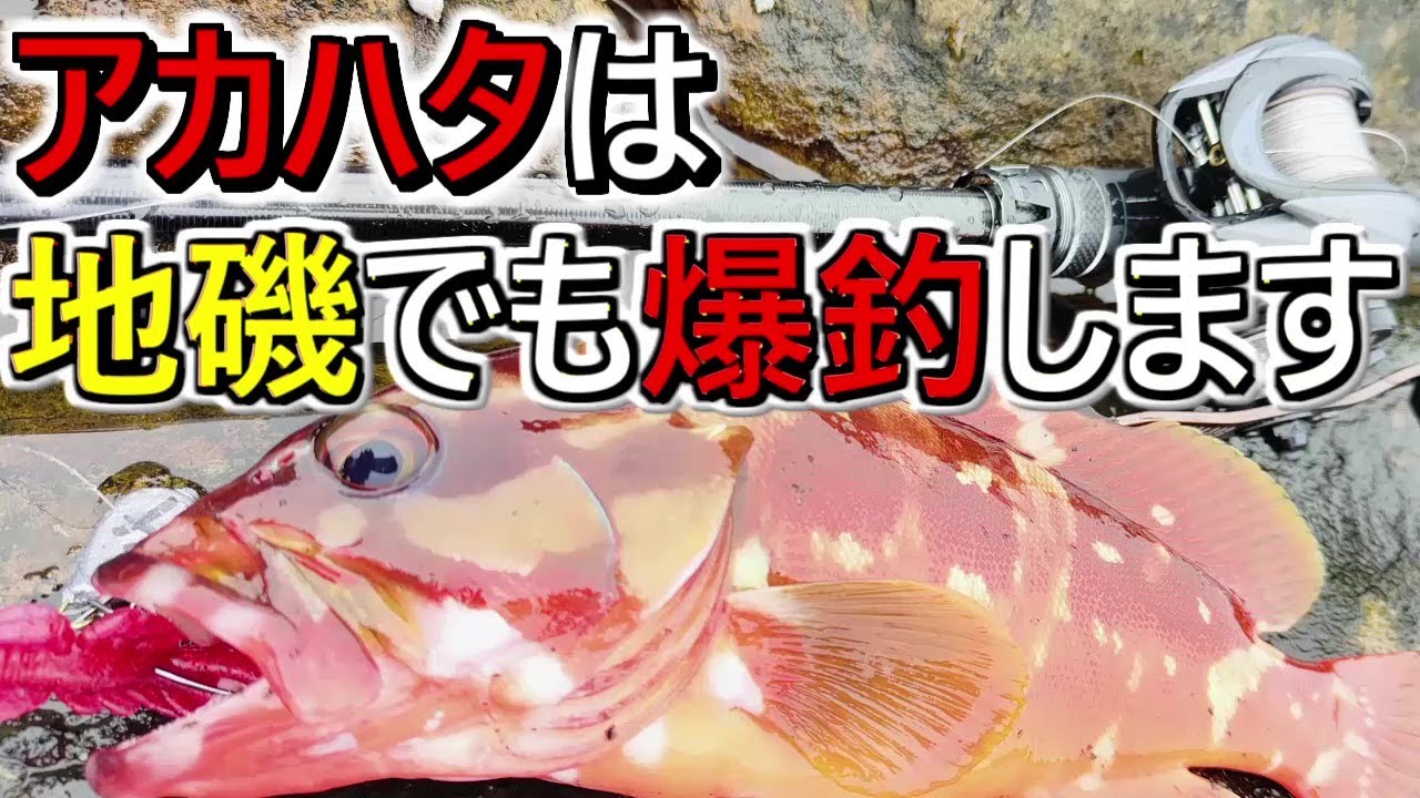 和歌山のハードロックフィッシュ　地磯でアカハタが入れ食いになる日