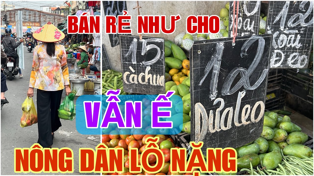 Tập 2921 BÁN RẺ NHƯ CHO VẪN Ế NÔNG DÂN LỖ RỒI