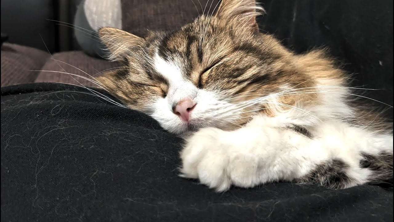 人のお股で眠る猫