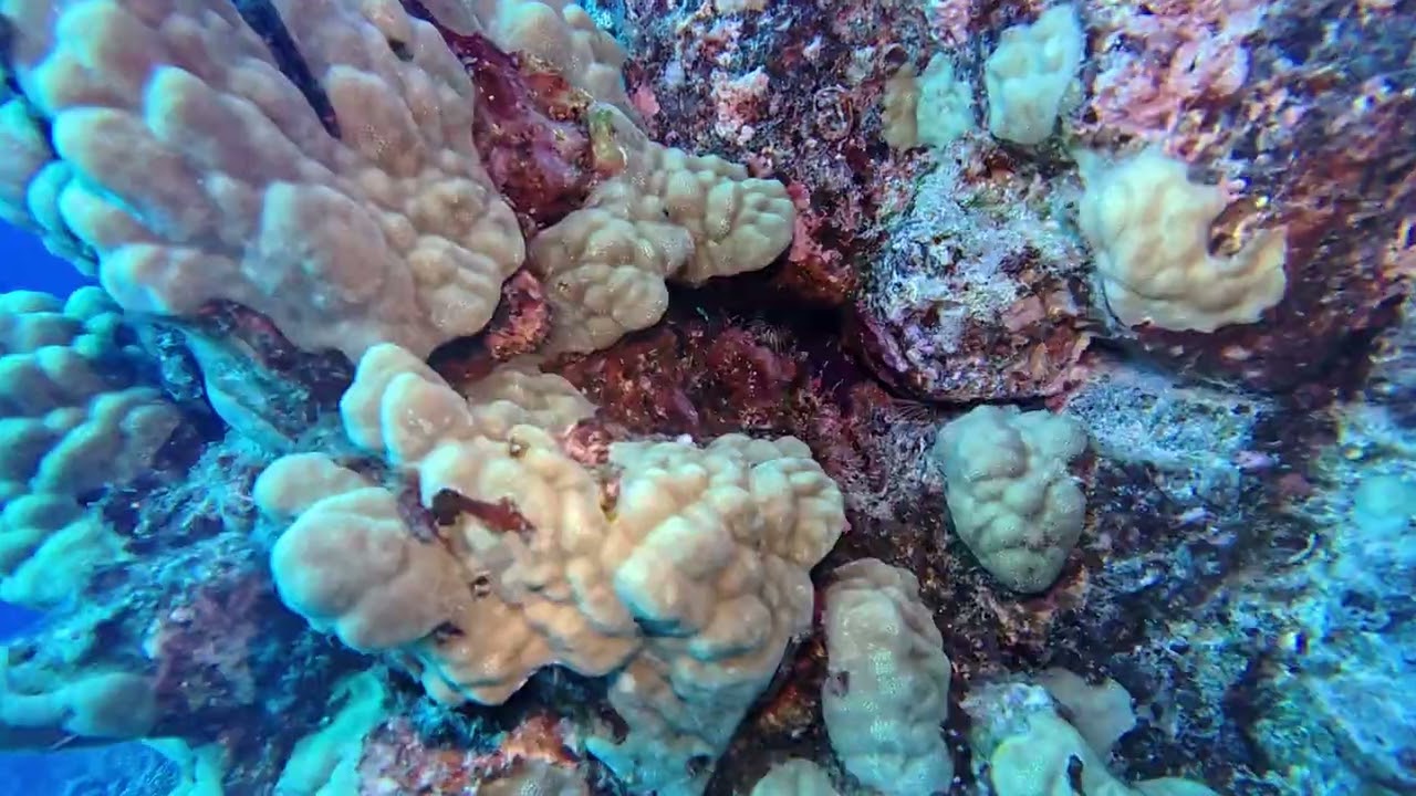 Kona 10/12/2024 - Dive 2 - Big Arch