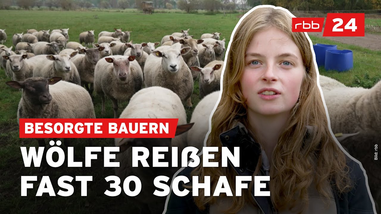 Angst vor Wölfen: Wächst die Gefahr für Menschen?