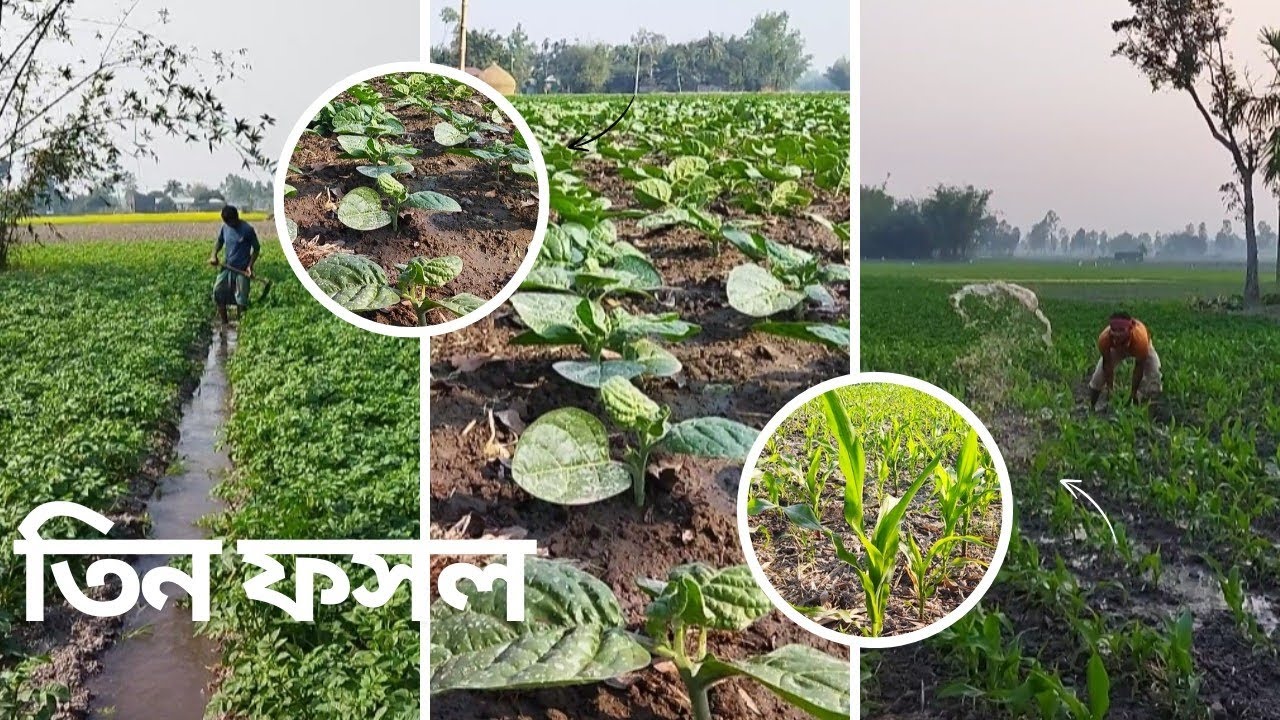 একই দিনে আলু, ভুট্টা ও তামাক ক্ষেতে জল দেওয়া💧| ফলন বাড়বে নাকি কমবে? কৃষকের বাস্তব কাজ।Village Vlog।