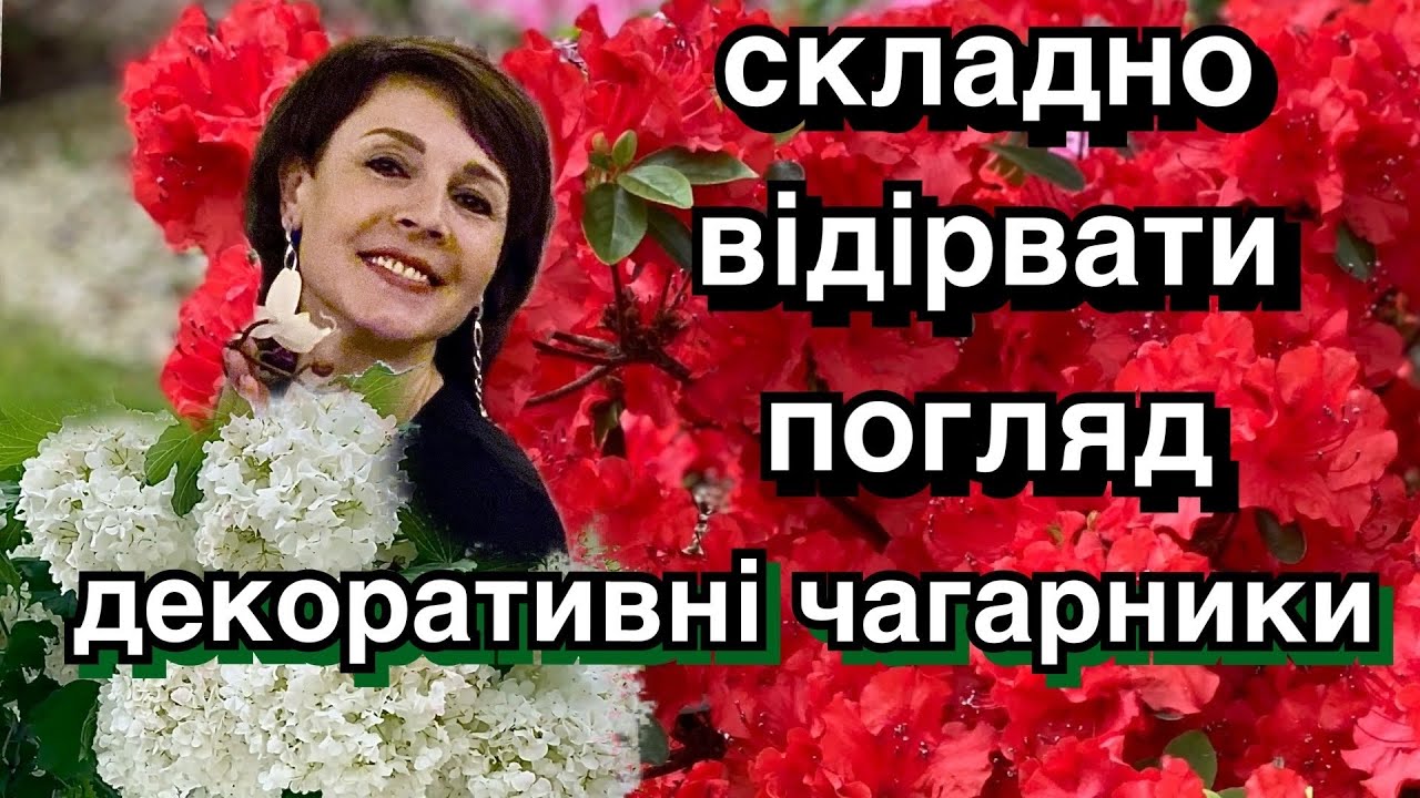 Квітучі декоративні рослини для саду. Кущі для сонячних клумб.