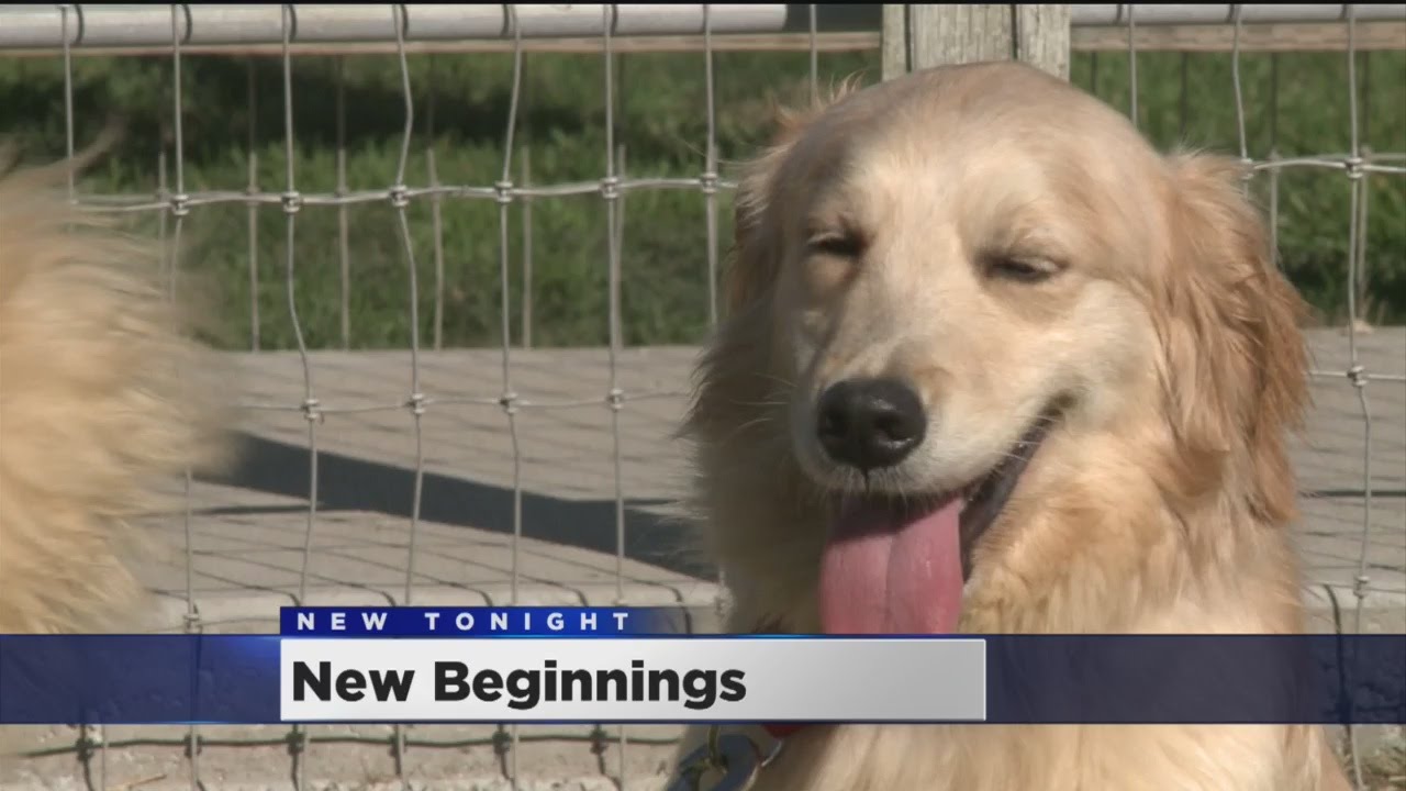 Dogs Rescued From South Korea Find New Beginnings