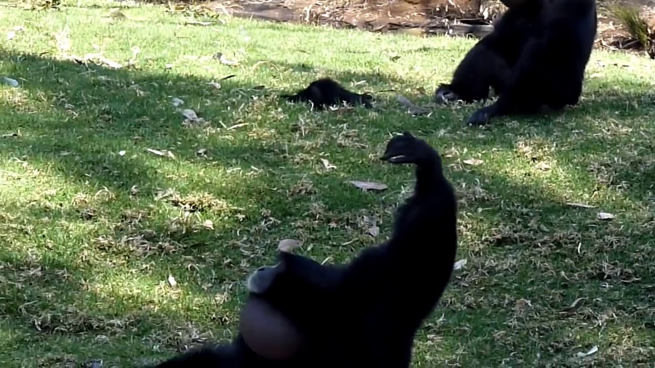 Every gibbon ritual scream