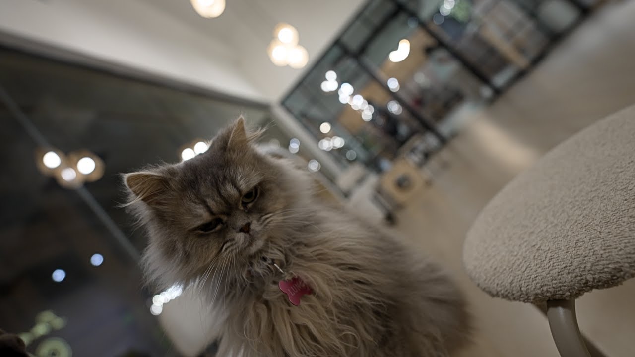 From Dinner to Cats 🐱 | Dubai Night Out Vlog