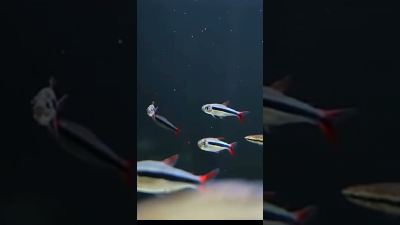 Redfin Penguin Tetra #tetra #fish #youtube #youtubeshorts #ytshorts