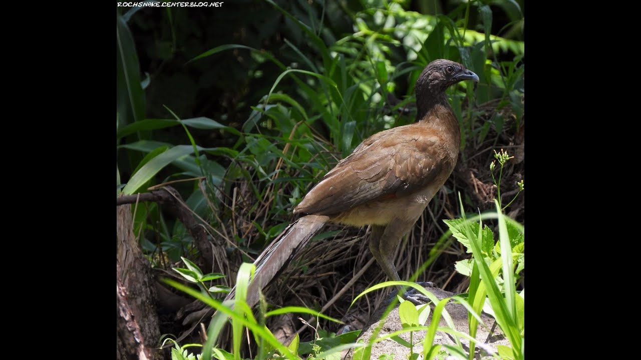 Ortalide à tête grise - Province de Cartago - Costa Rica