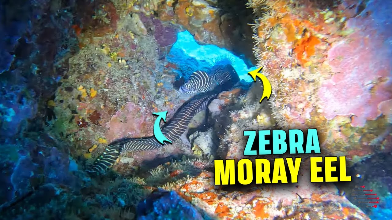 Zebra Moray Eel Cracks Open Spiny Sea Urchin