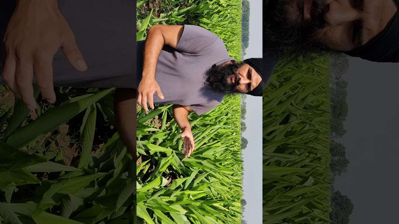 turmeric cultivation in punjab