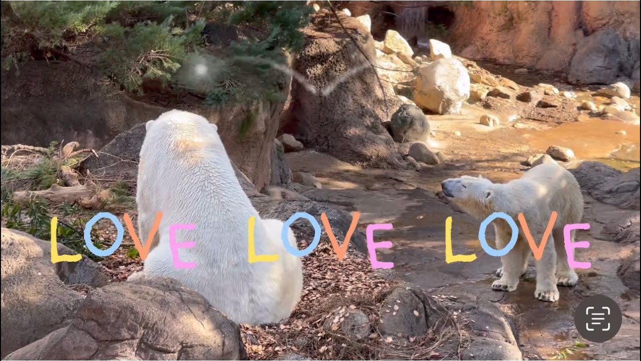 ㊗第4子誕生·ᴥ·イッちゃん＆ゴーゴのラブラブぶり♡よこはま動物園ズーラシアのホッキョクグマʕ•ᴥ•ʔ