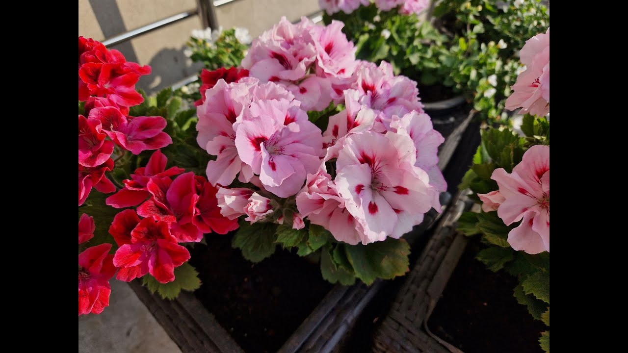 Pelargonia Angielska - uprawa - pielęgnacja - rozmnażanie - co zrobić aby pięknie  i dłużej kwitła