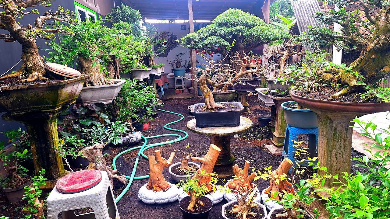 Cek Berbagai Jenis Murah Bahan Bonsai WaO8533O175237 (BP Lumanjang)