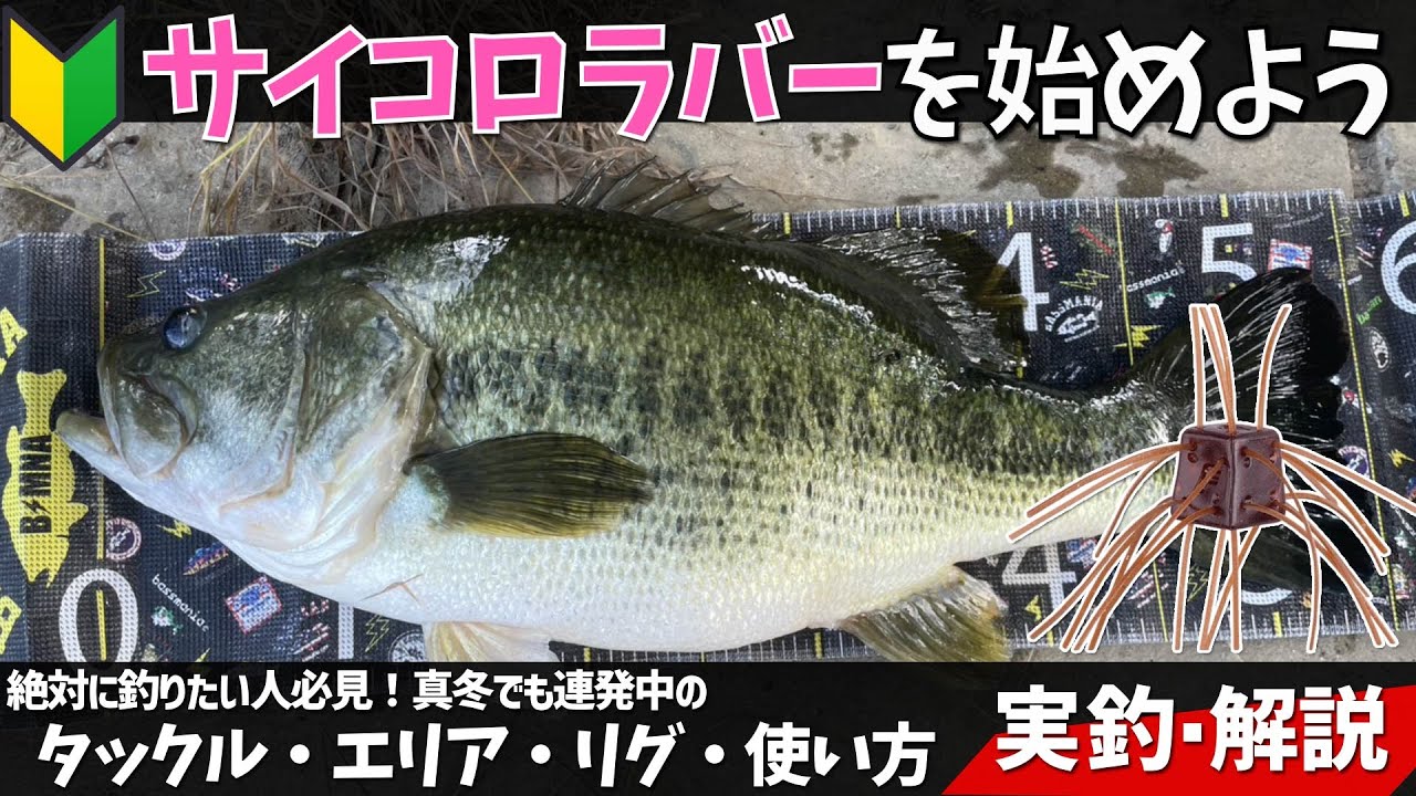 今でも爆釣中。食わせ最強のワーム「サイコロラバー」について話します