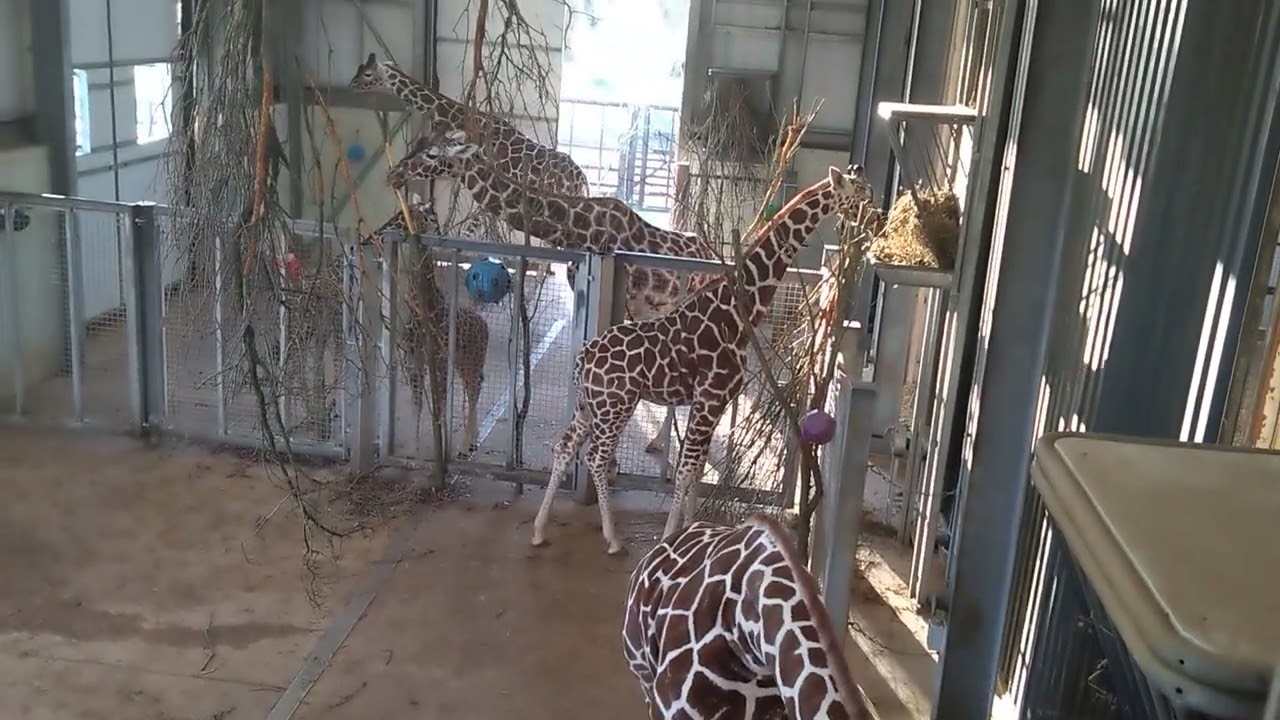 Giraffe moments:  Spot their babies  Painted animals: Pentagon Shapes.