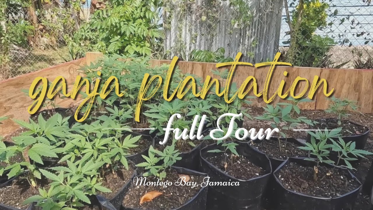 how cannabis is grown organically in Jamaica, outdoor buds. full tour of plantation in Montego Bay