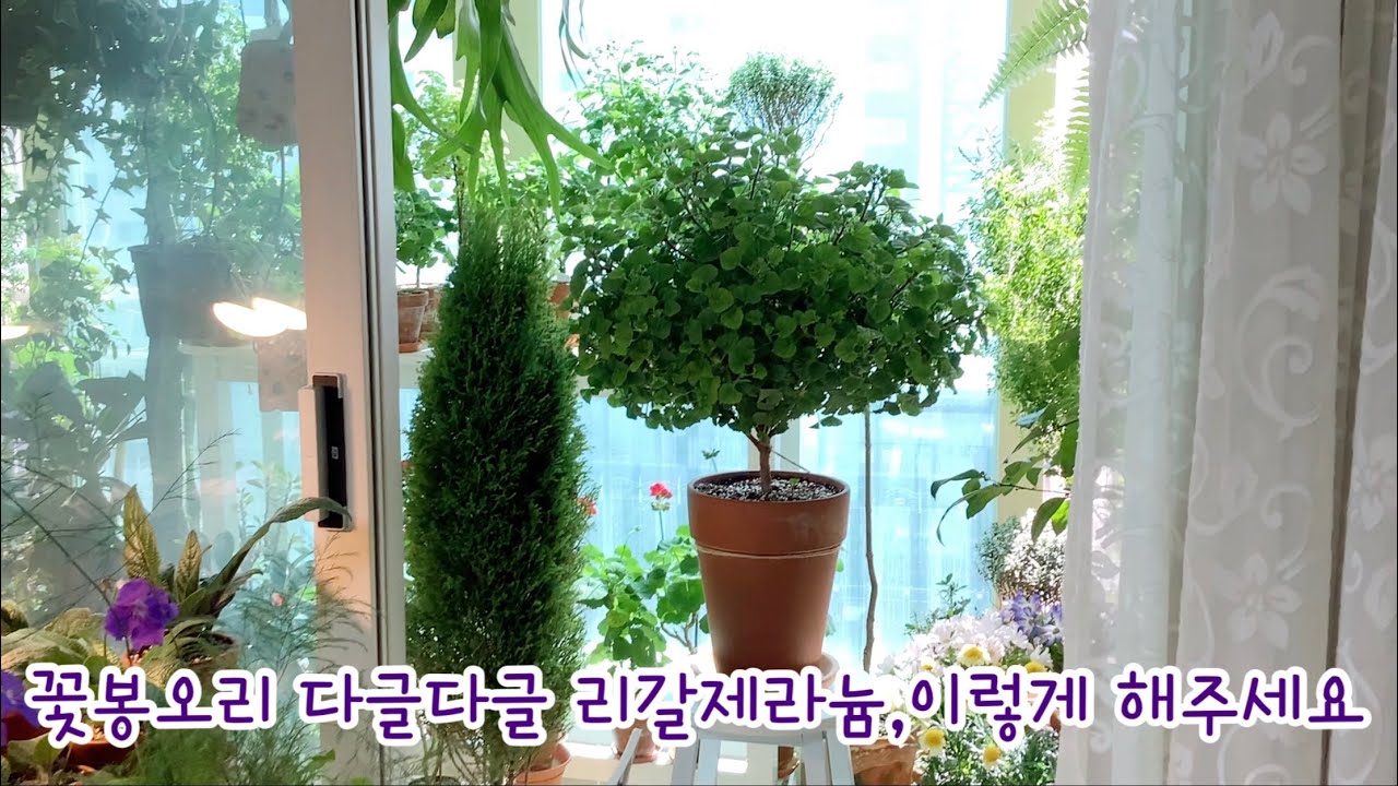 꽃이 화려한 리갈제라늄 이렇게 키우세요/가성비 좋은 봄꽃 시네라리아