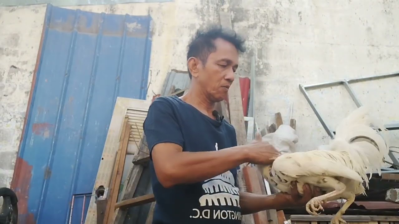 LITO DOLOSA VLOG BACK YARD BREADER #LITODOLOSAVLOG #MANOKPANGSABONG 