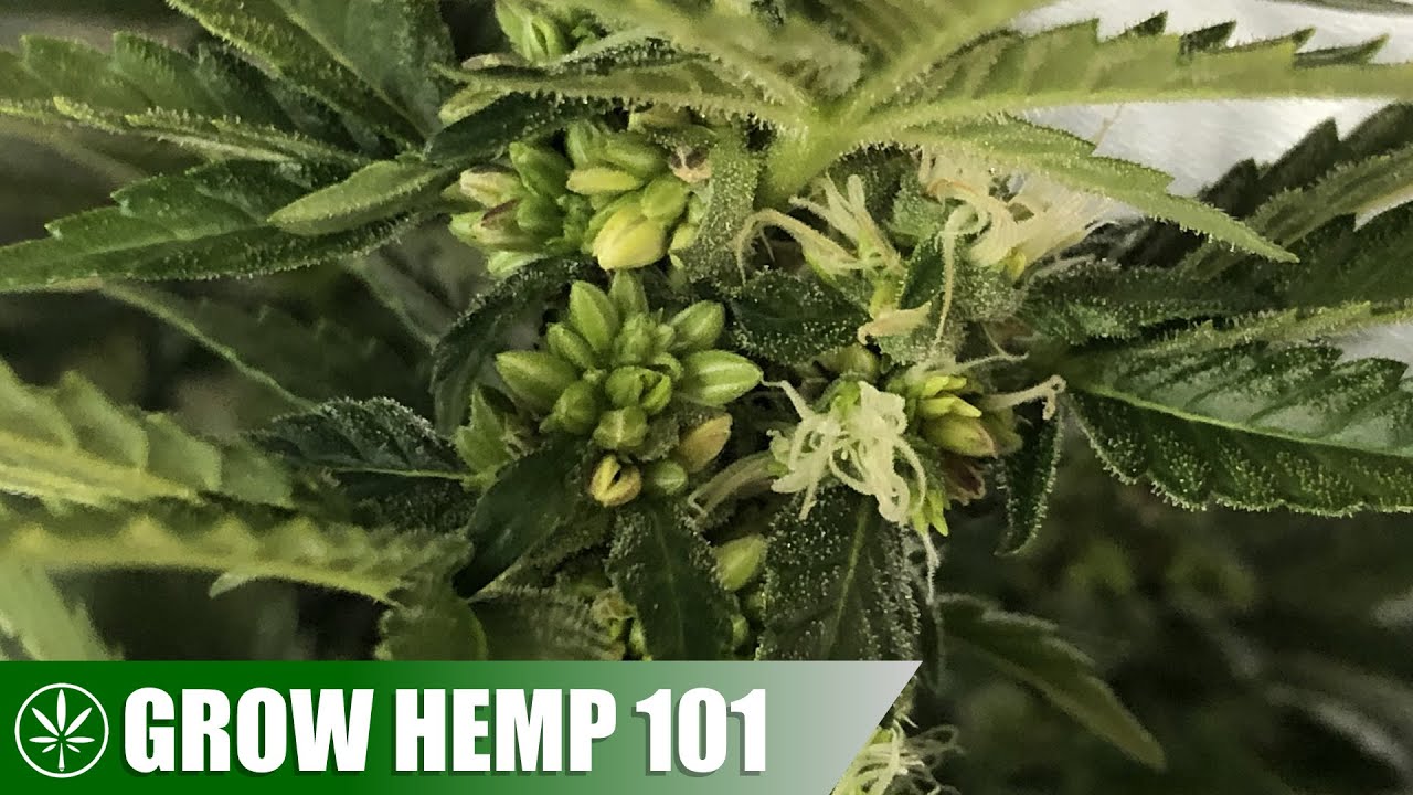 Coverting a Female Hemp Plant to a Male with STS