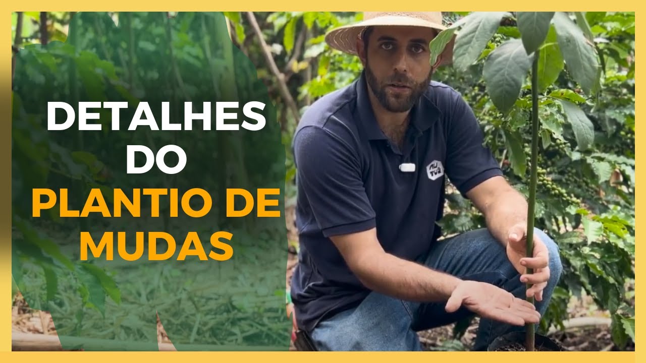 Guia Definitivo para o Plantio de Mudas de Frutas: Evite Erros e Garanta o Sucesso no Pegamento