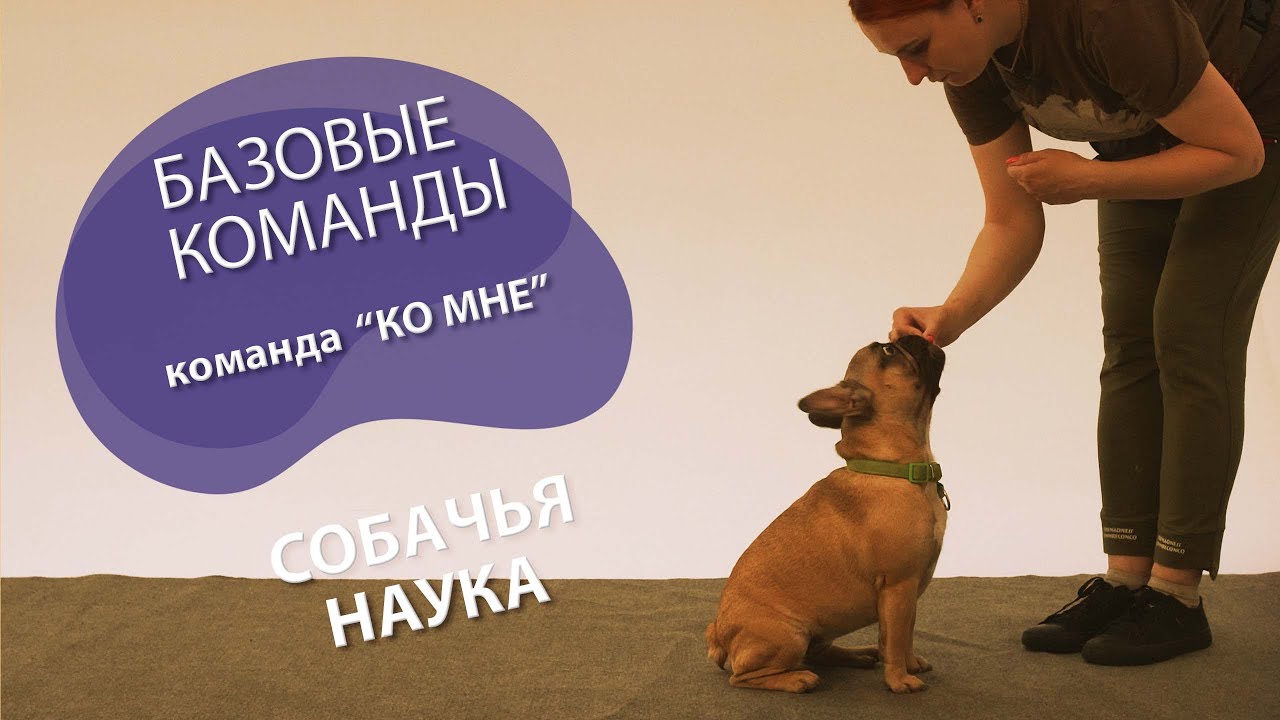 Дрессировка щенка: с чего начать? Команда 