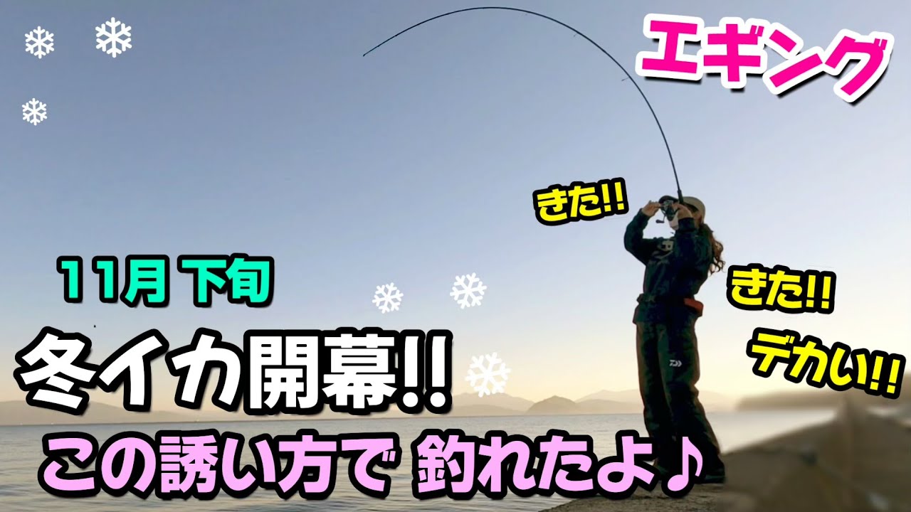 【エギング】冬イカ開幕!! この誘い方で釣れています♪
