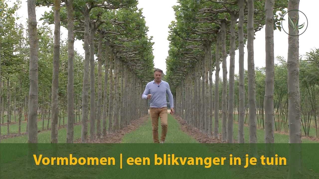 Vormbomen als blikvanger in je tuin | Jurgen Smit | Haagplanten.net