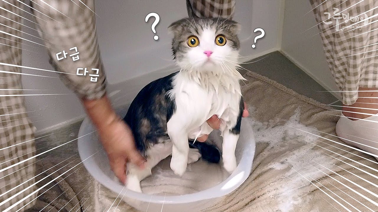 코비의 첫 목욕날! 고양이 목욕시키기 너무 힘들어