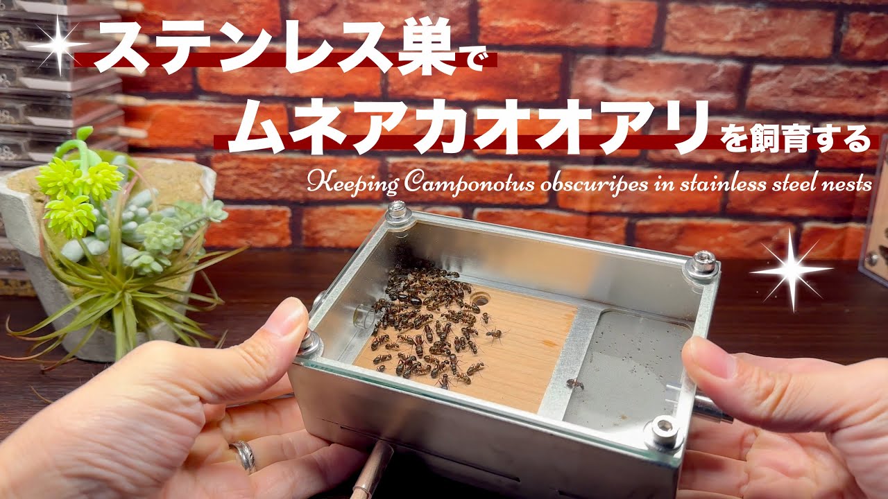 【アリ飼育】🛠ステンレス巣でムネアカオオアリ飼育🔩オリアリ工房さんハイブリッド平置き巣【蟻観察キット】【アリ飼育セット】