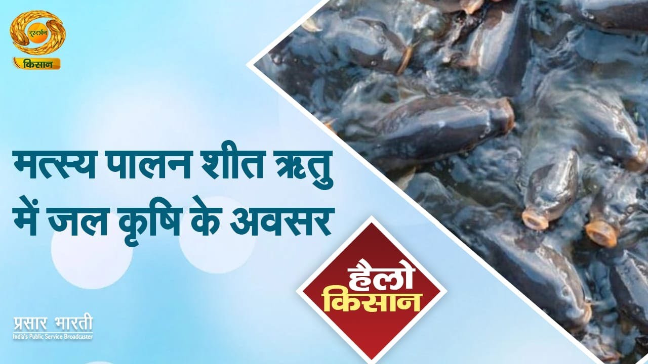 Hello Kisan | हैलो किसान | मतस्य पालन शीत ऋतु में जल कृषि के अवसर | DD Kisan | January 09, 2026