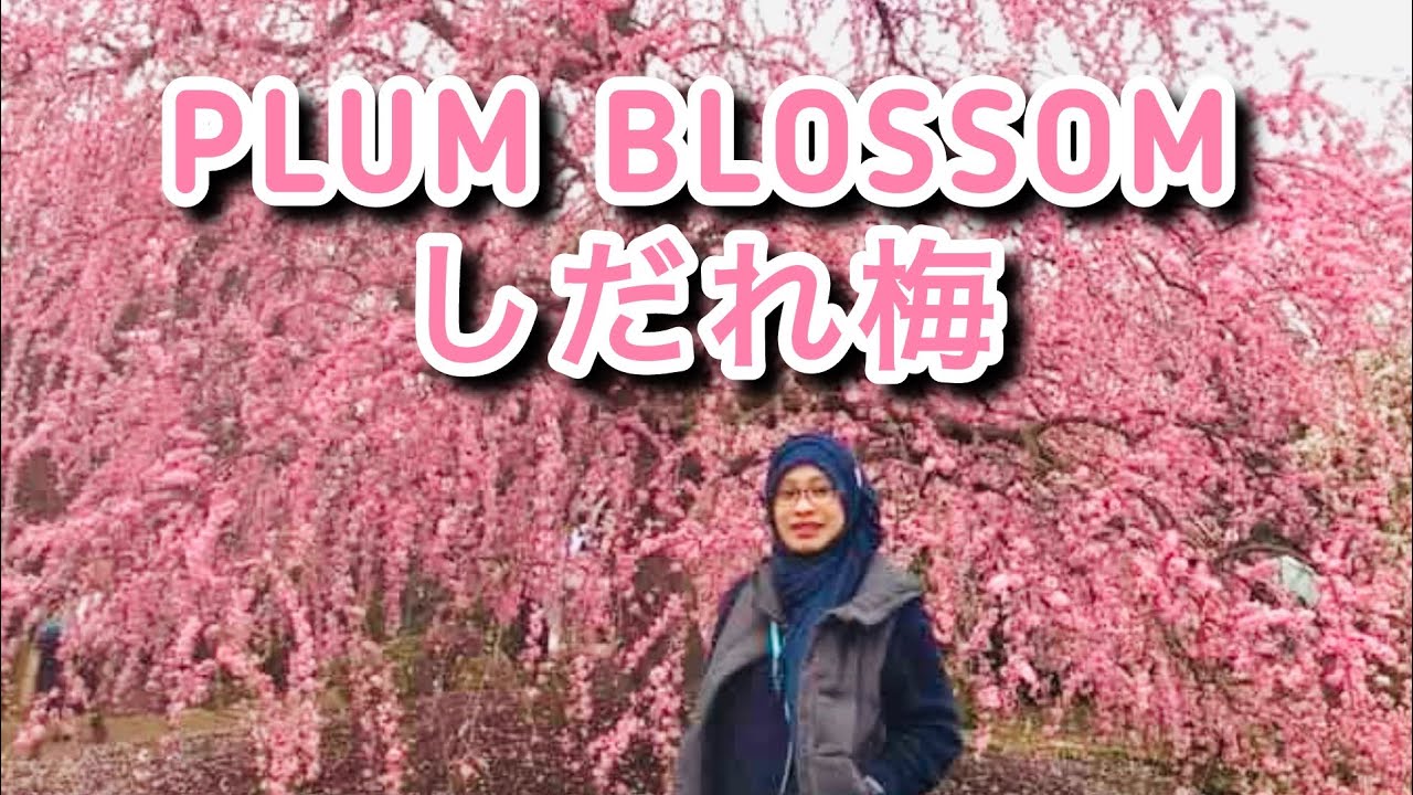 PLUM BLOSSOM FESTIVALしだれ梅 MELIHAT BUNGA PLUM MEKAR DI AKHIR BULAN FEBRUARI SAMPAI AWAL MARET 