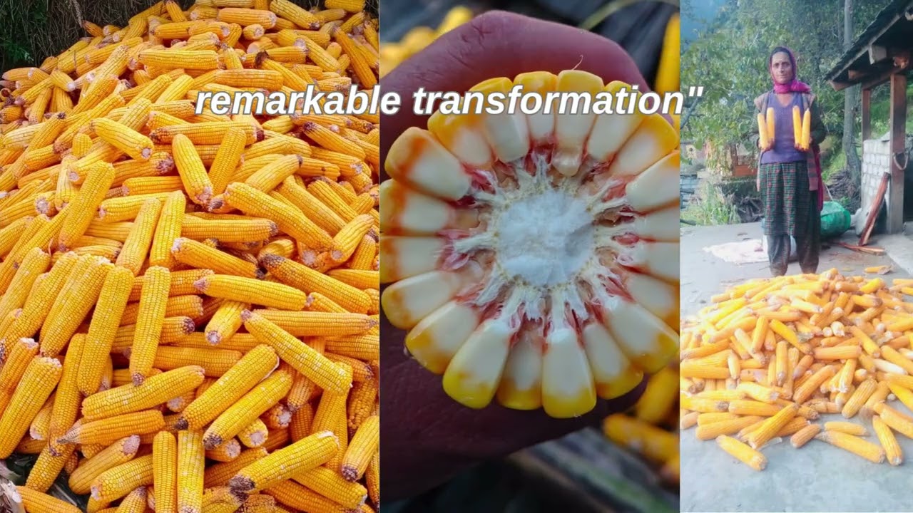 Success Story of Maize in Himachal Pradesh