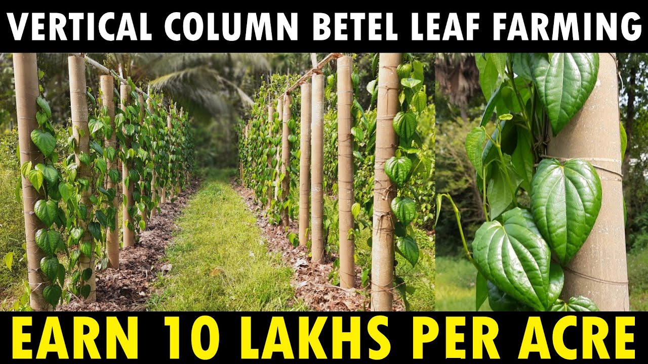 Modern way of Betel Leaf Cultivation | Vertical Column Paan Leaf Farming | Earn 10 lakhs per acre